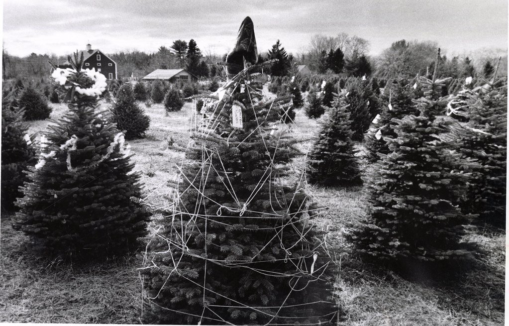 ssuarchives's tweet photo. #TBT

David Matt from the Salem Evening News was busy photographing local Christmas tree farms on this day in 1982.

Does anyone recognize these locations? The first is labeled #SalemMA and the second says #BeverlyMA. https://t.co/NRRDQ0I39c
