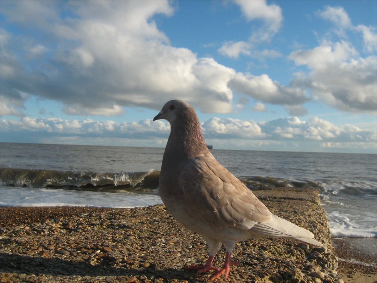 down at Felixstowe beach #ship #oldpier #horizon #germanshepherd #barking #pebbles #seaweed #pigeon #lifesgreat #suffolk #coast