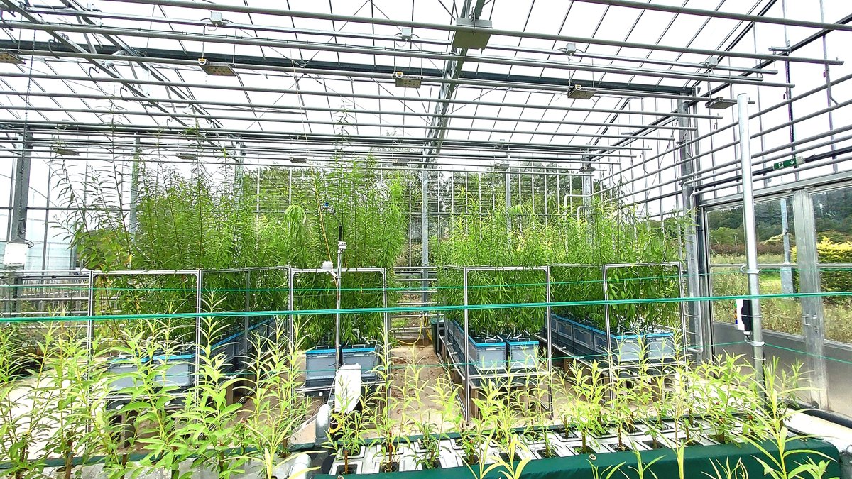 TAEDA Tech Project (@taedatech) on Twitter photo Exciting Opportunity: Research Fellow, Aeroponic Willow Cultivation, <a href="/UniOfSurrey/">University of Surrey</a>!
📅 Duration: Fixed Term (-March 2025)
💼 Location: Guildford
💰 Salary: £36,024 to £44,263 per annum
🕒 Closing Date: 23.59 GMT, 06/12/23
🔗 Apply via lnkd.in/epD-J3Ae Exciting Opportunity: Research Fellow, Aeroponic Willow Cultivation, <a href="/UniOfSurrey/">University of Surrey</a>!
📅 Duration: Fixed Term (-March 2025)
💼 Location: Guildford
💰 Salary: £36,024 to £44,263 per annum
🕒 Closing Date: 23.59 GMT, 06/12/23
🔗 Apply via lnkd.in/epD-J3Ae