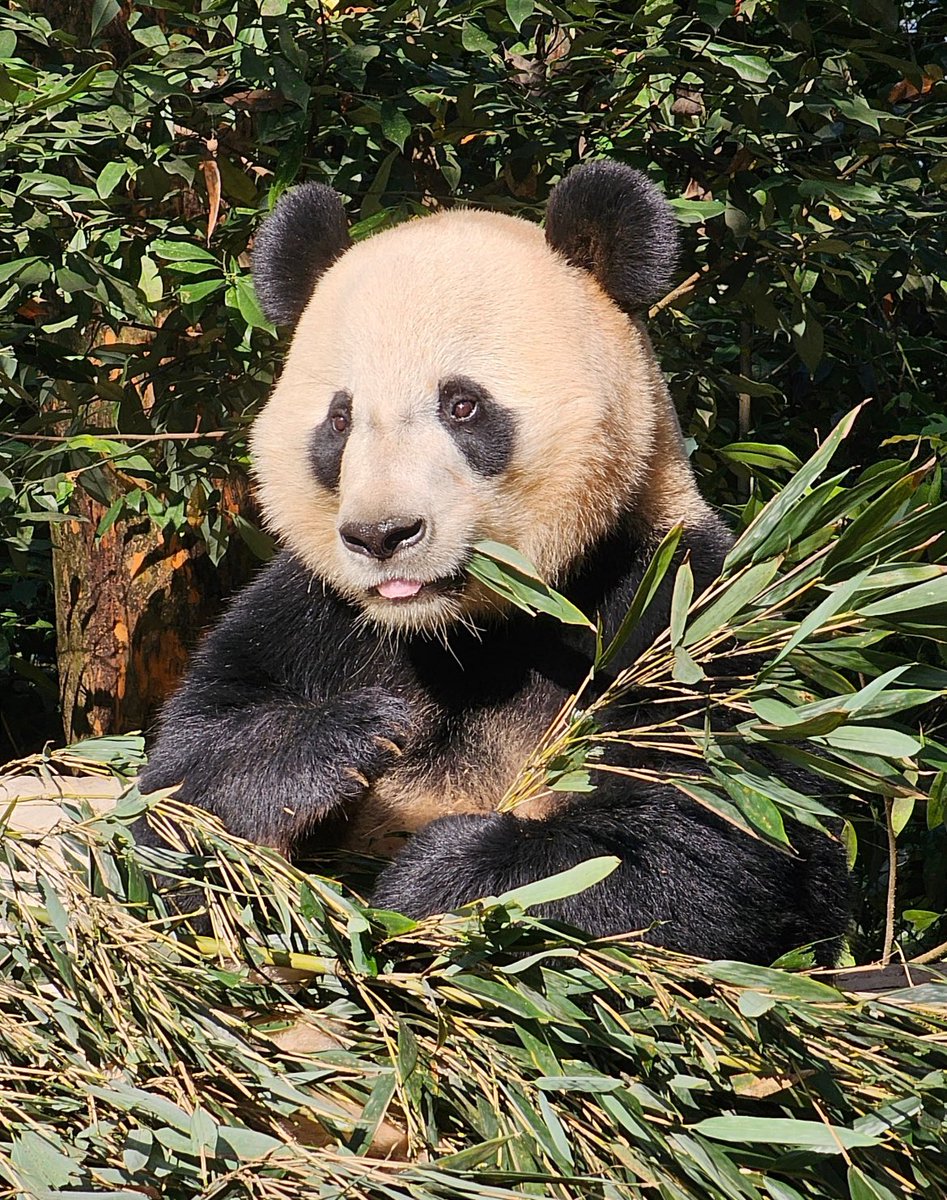Not much cooking upstairs, just enjoying a mental siesta for now.<a href="/BeiBeiPanda3/">Bei Bei Panda</a>