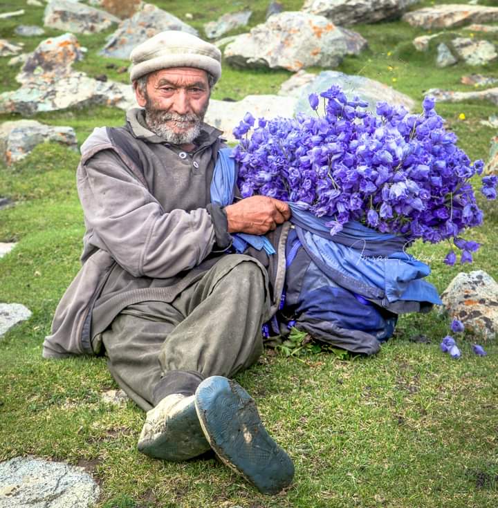 IMubarakBellawa's tweet photo. A Balti man from the pastures of Machulu, with wild alpine flowers " Punarnava (Punar, Phunaar etc.) "
captured during the trek to Machulu la, Ghanche district of Baltistan, Pakistan .
#Balti #Machulu #SalaarTrailer #siasatpk #TelanganaElections2023 #BabarAzam𓃵 #Pakistan #KKR https://t.co/o0B2kvJ8eH