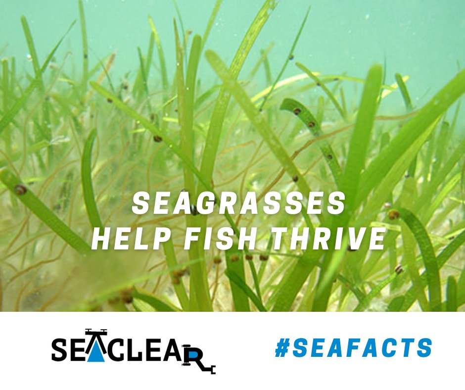 seaclearproject's tweet photo. #SeaFacts Did you know that underwater plants provide oxygen, food, and shelter for many marine creatures? They also stabilize sediments and add oxygen to the water.
Learn more from @noaaocean: https://t.co/CVOeVYn2R5
#SeaClear๐ #RobotsHelpingEarth https://t.co/lgskdZGJKK
