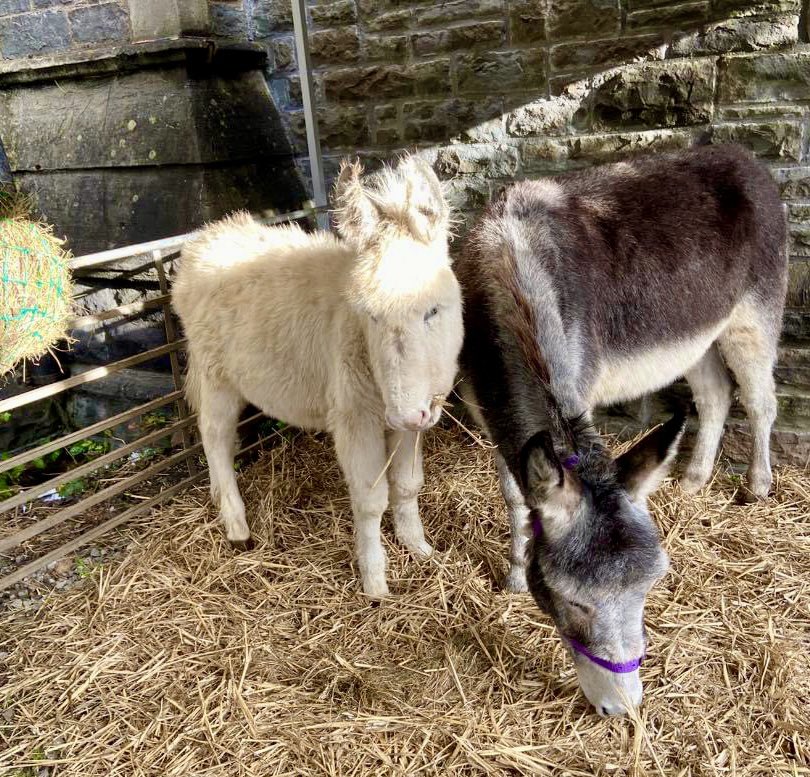 FREE TODAY IN ABERDARE! 👀 FREE donkey visits &amp; photos 10-6🐴📸  FREE lantern making to take away 3-6 💡 <a href="/CynonNativity/">Cwm Cynon Christmas</a> 9:30, 11:00 &amp; 1:30 💫 <a href="/Ragsy78/">Ragsy</a> 2-4 🎸 All FREE! 🤗 For detailed information, visit our FB page #christmas #aberdare #cynonvalley #rct