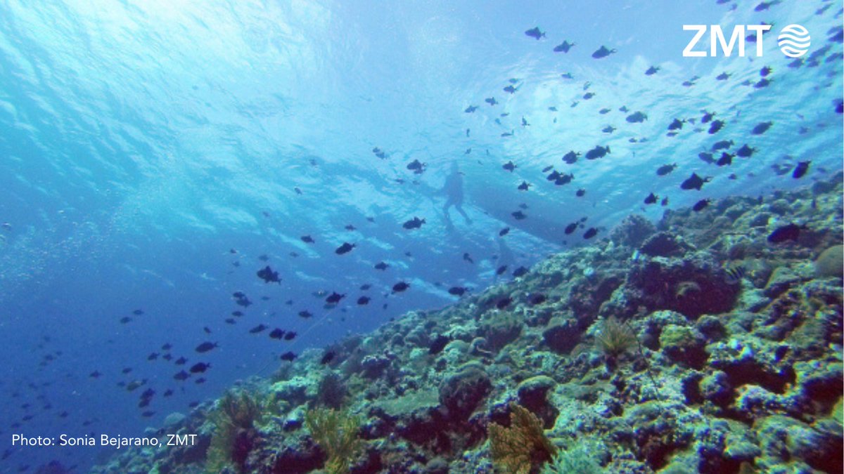 ZMT has signed the #COP28 Dubai OceanDeclaration with the @ocean_pavilion and associated stakeholders calling on world leaders to recognize the importance of the ocean in climate and support efforts to expand and improve ocean observations worldwide. oceanpavilion-cop.org/dubai-ocean-de…