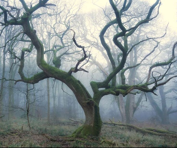 elemmiressoul's tweet image. soft fog.