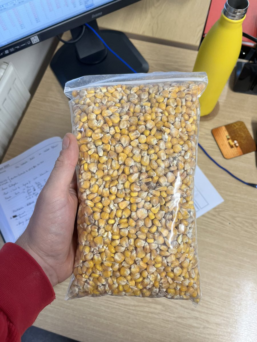 Is anyone out there growing/thinking about growing UK grain maize??