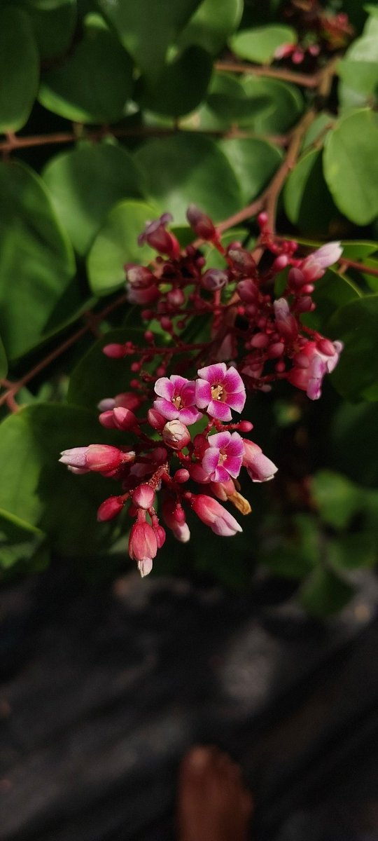 NikhaSab's tweet photo. In the definition of Flora💮.......
You keep looking..The bees are on the way🐝 !
#Flora #floral #Flowers #Selfclick #WoWClassic #photography #Love #Hello https://t.co/S9hZpfjnBA