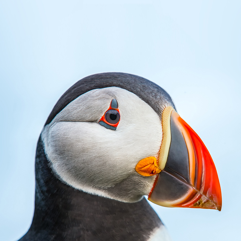 Testautomat492's tweet image. parrot