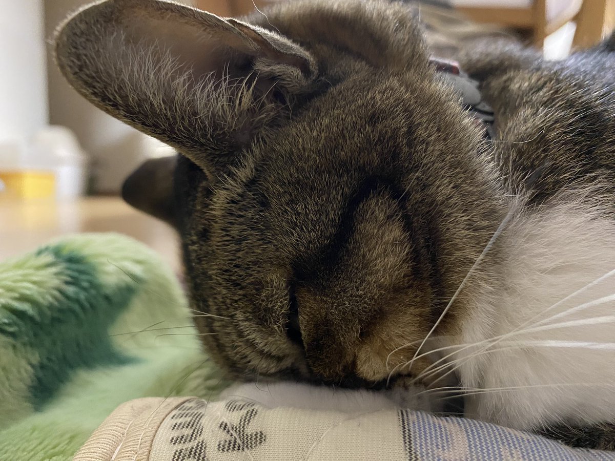 siropirania's tweet photo. ごめん寝って、こんなんなんだ…
他の3匹はしないので(^･ｪ･^)
#猫好き #猫好きさんと繋がりたい  #猫 https://t.co/WsOgayqJfe