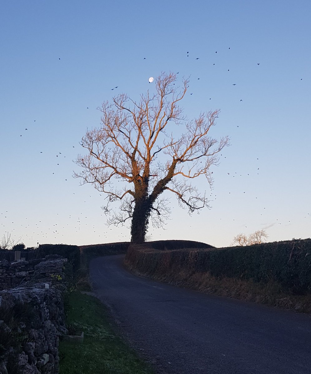 newellmedia's tweet photo. #NationalTreeWeek https://t.co/2ESLdtF1K8