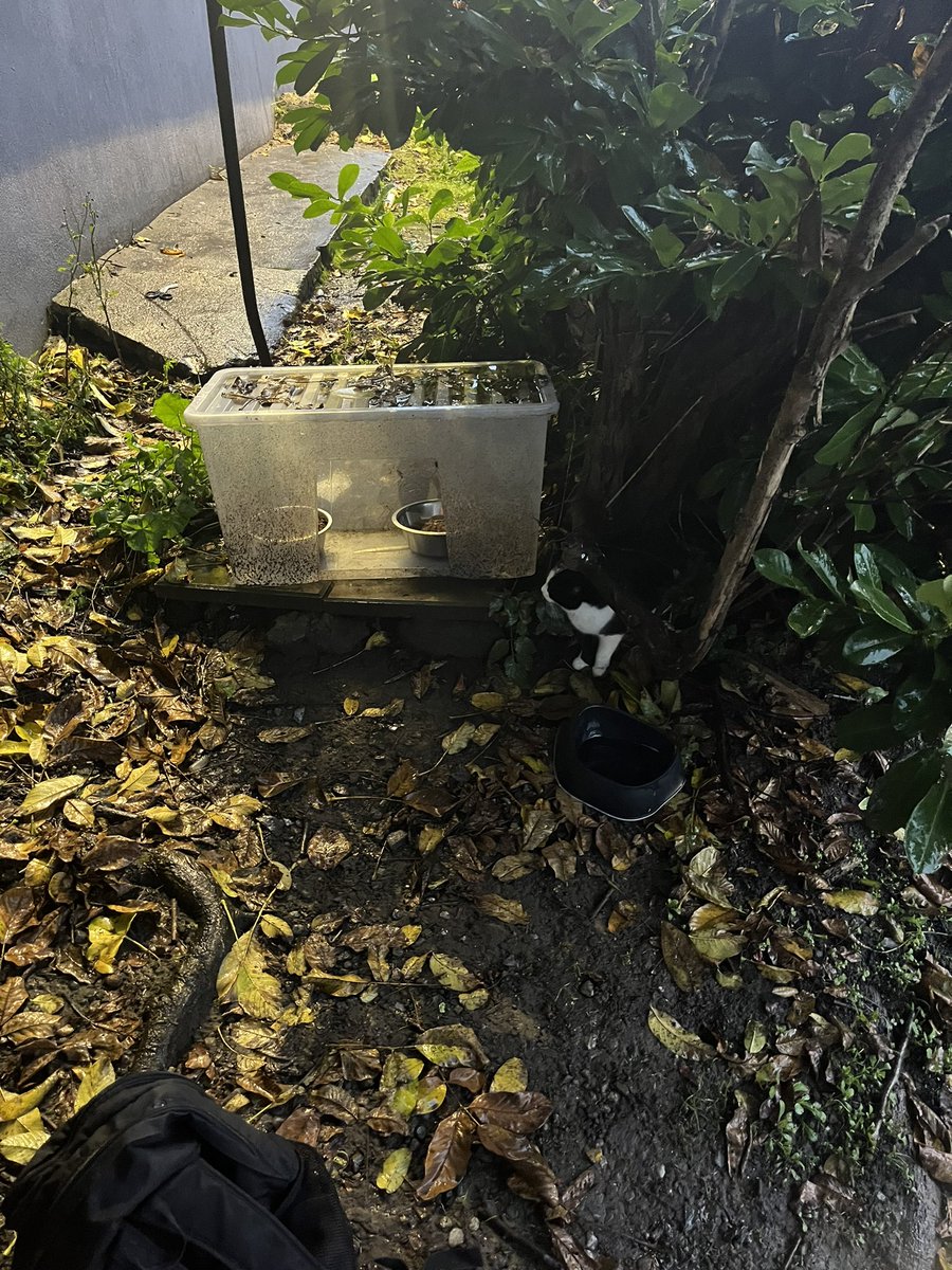 I am looking forward to listening to Limerick feral cats at 11am on <a href="/LimerickToday/">Limerick Today Show on Live 95 #L2Day</a>. Limerick feral cats do the most amazing work on limited resources and funding. I helped them out a few weeks back feeding a feral cat colony they neutered in Rossbrien 🐈‍⬛ 🐈