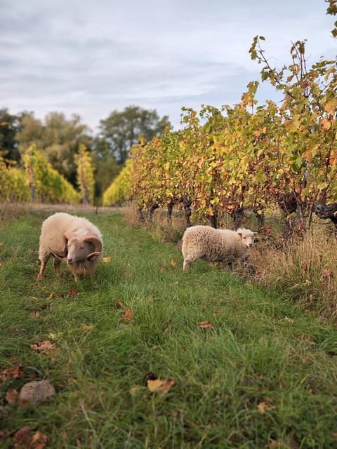 #jeudiphoto à l'automne c'est le retour des agents d'entretien dans le vignoble Alsacien. 

📸 Cave du Vieil Armand 

#Ecologie #environment #alsace #Agroecology4Climate