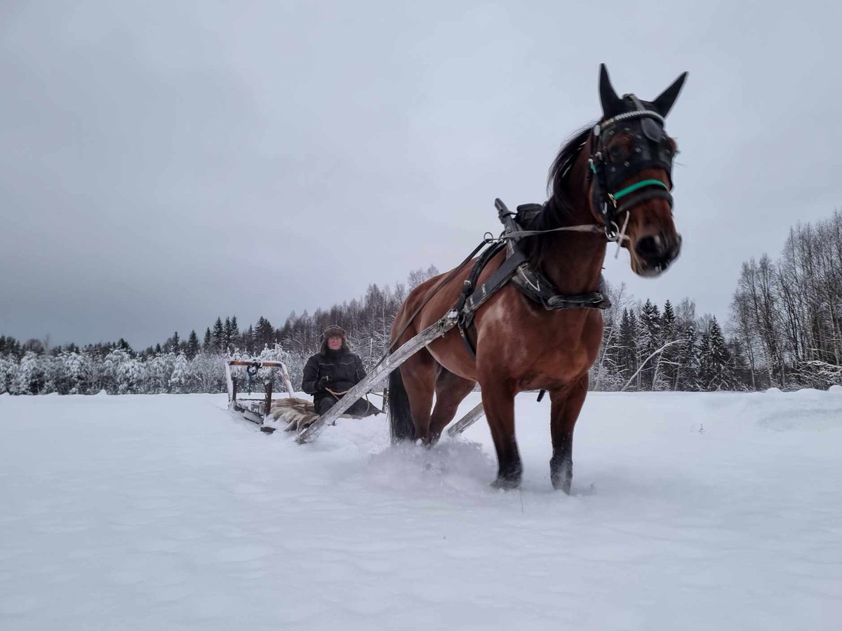 Kluster tränar inför midnattstravet 24