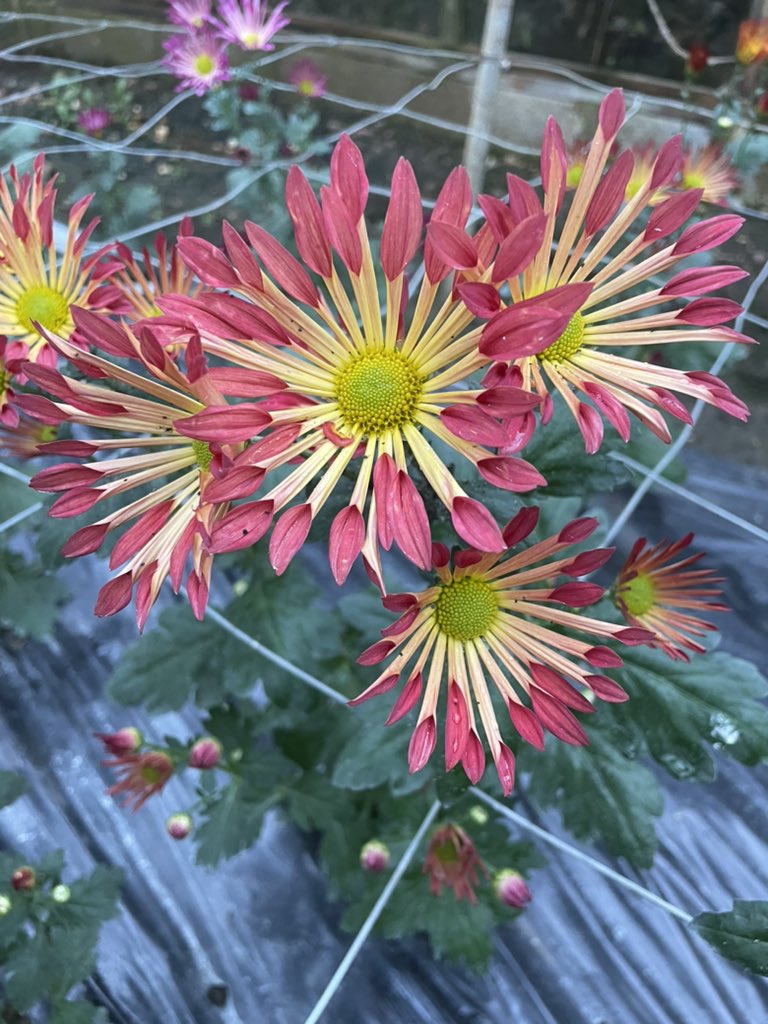 Late spray Chrysanth. 
These were planted as plugs mid August

#Chrysanthaday
#GardeningTwitter #flowerphotography
#Flowers 

Chrysanthemum ‘Red Dance