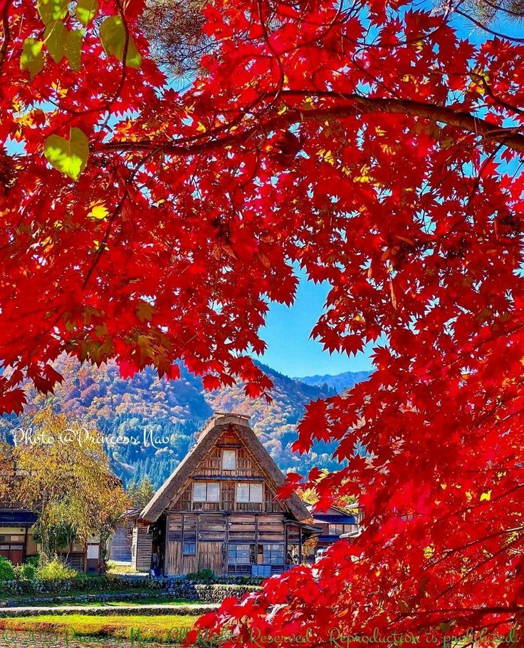 CorellaTej7982's tweet photo. #FelizJueves #otoño #fall #redtrees #redmood #landscapephotography #landscape #home #house #GoodAfternoon #paisaje https://t.co/j0nr6O2Sv8