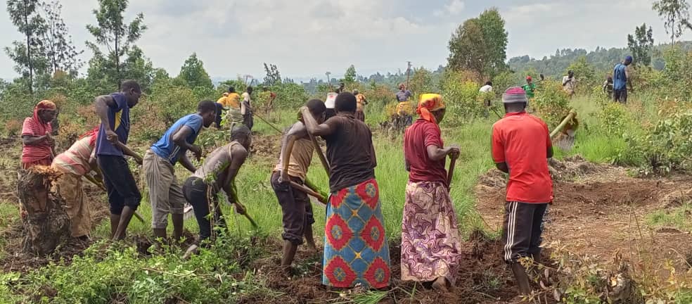 GitegaVuturaa's tweet photo. Iterambere risaba ihiganwa mu bikorwa. Ama Zone yose agize @CNDD_FDDGitega ariko aritunganiriza umurima w'akarorero w'Ikawa mukwitaba akamo batewe n'ubuserukizi @CnddFdd. Kur'uyu 30/11/2023, Abagumyabanga Zone #Gitongo,#Maramvya bazindukiye mubikorwa vyogutunganya umurima w'Ikawa https://t.co/EGQyQ7EGQA