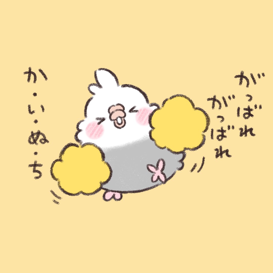 応援でちゅ。  #オカメインコ