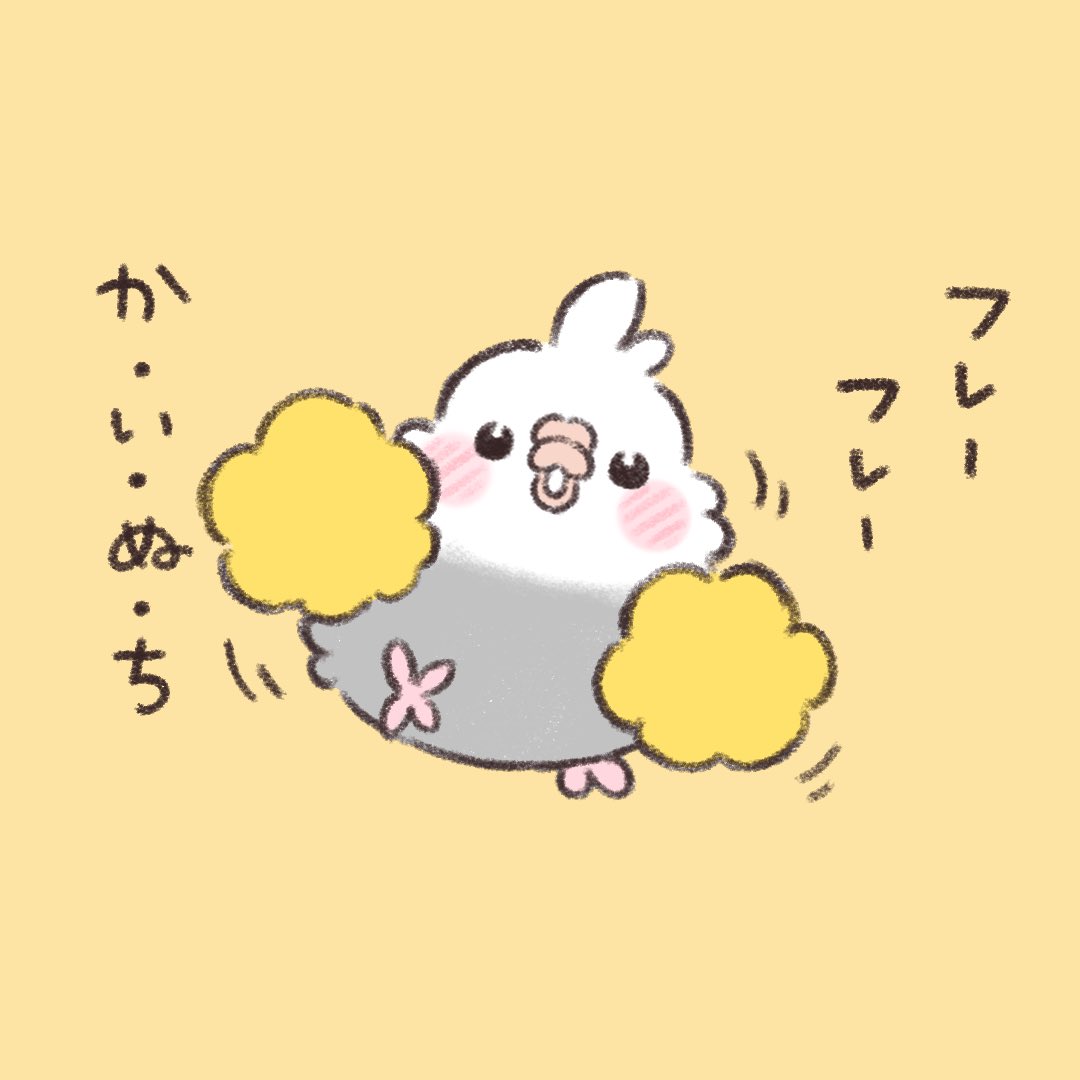 応援でちゅ。  #オカメインコ