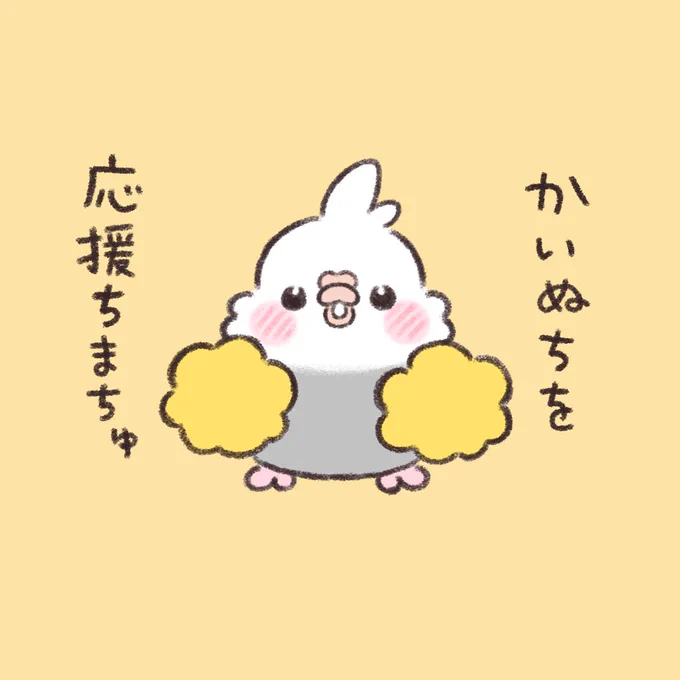 応援でちゅ。  #オカメインコ