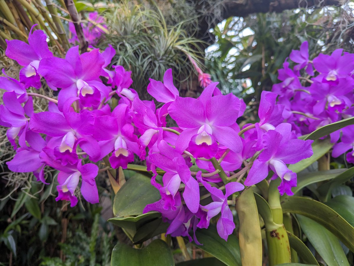 EYOrchid's tweet photo. Aaaaand we are OPEN again. 
The Cattlianthe Porcia are the stars of the show this morning. Open Weds to Saturday 10am to 4pm  until Sat 16th Dec https://t.co/PHsQAXtWva