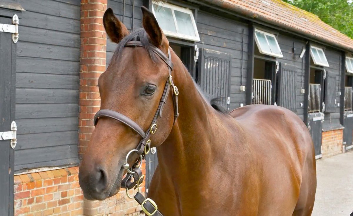 🏇NEW YEARLING🏇 This strong son of the top-class KODIAC was one of our naps of the entire @Tattersalls1766 December Yearling Sale. When we saw @Johnston_Racing had bought this superbly bred colt, we simply had to get involved! 60% REMAINS👉bit.ly/3RmAXrQ