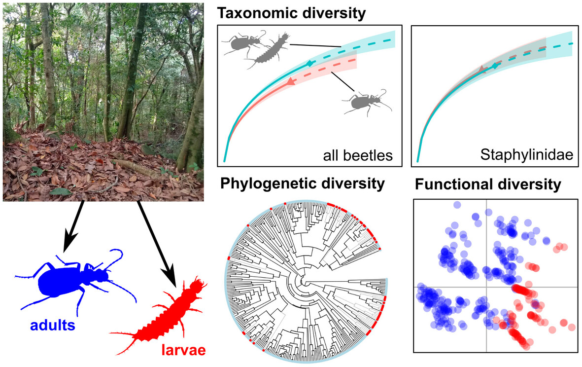 Can immature stages be ignored in studies of forest leaf litter arthropod diversity? A test using Oxford Nanopore #DNAbarcoding: doi.org/10.1111/icad.1… #Biodiversity #ForestInsects