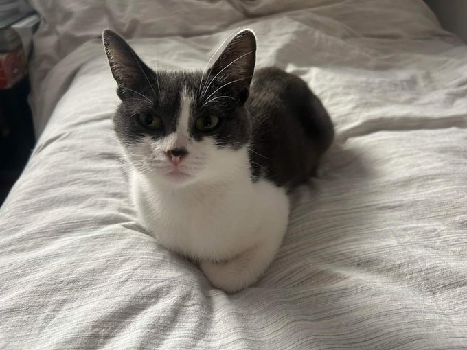 BurBanshHash's tweet photo. this is the cat i'm adopting btw! first pic is from the rescue page and second pic i took while at the pet store. i don't have her yet, but i'll be getting her after work today. they told me her name is meredith, but when i signed the adoption contract it said meredith 2.0. https://t.co/AHMj9oburP