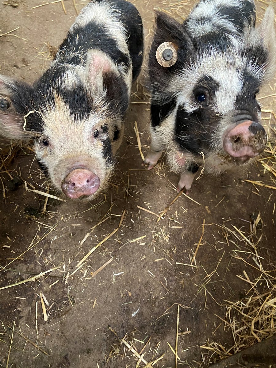 Have you been to see our new piglets yet? Pumpkin (left) and Peanut (right) can't wait to say hello to you all!