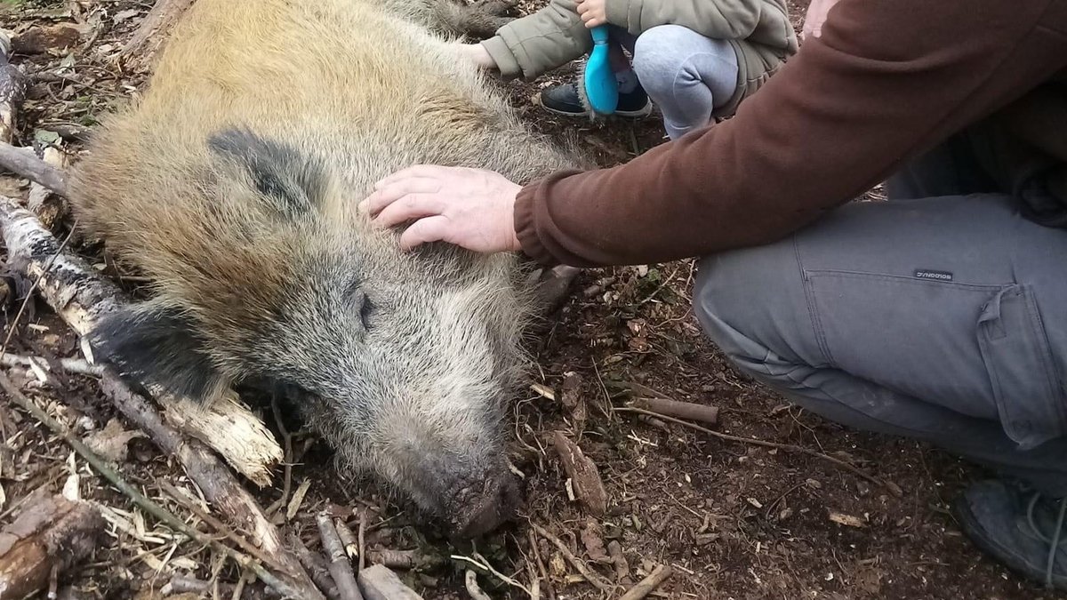 FBB_Officiel's tweet photo. 🚨 Brigitte Bardot interpelle le gouvernement sur l’affaire des deux sangliers de la Ferté-Saint-Aubin : Mimi et Pumba.

Un couple de La Ferté-Saint-Aubin a été condamné par la justice pour avoir recueilli et élevé deux marcassins dont la mère avait été tuée durant une partie de chasse.

« Je n'attends pas de miracle de Noël, mais un sursaut d'empathie [...] sauver la vie d’un animal n’est pas un crime ! », voilà ce qu'écrit Brigitte Bardot au ministre de l'Écologie @ChristopheBechu à propos des deux sangliers recueillis et apprivoisés par ce couple. Sur décision du parquet d’Orléans, Mimi et Pumba avaient été placés dans un parc en Normandie en mai 2023 et le couple a été condamné par la justice le 13 novembre dernier.

👉🏻 Brigitte Bardot réclame que les deux marcassins, soient rendus au couple qui les avait recueillis. En effet, s’ils sont maintenus dans ce parc de chasse, ils risquent l’abattage.
https://t.co/oHApiW4dV8