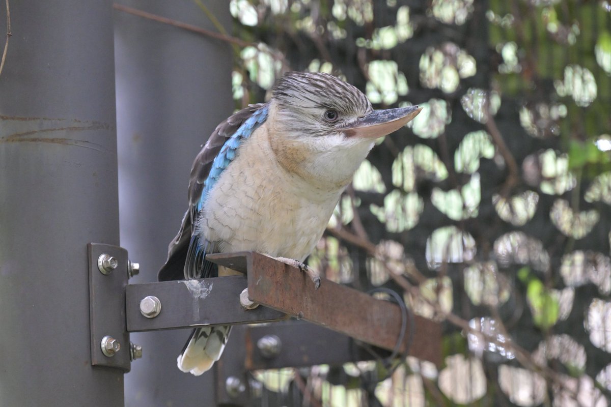 もふっ 2023.11.25📷 #金沢動物園 #アオバネワライカワセミ #アニマルサプリ