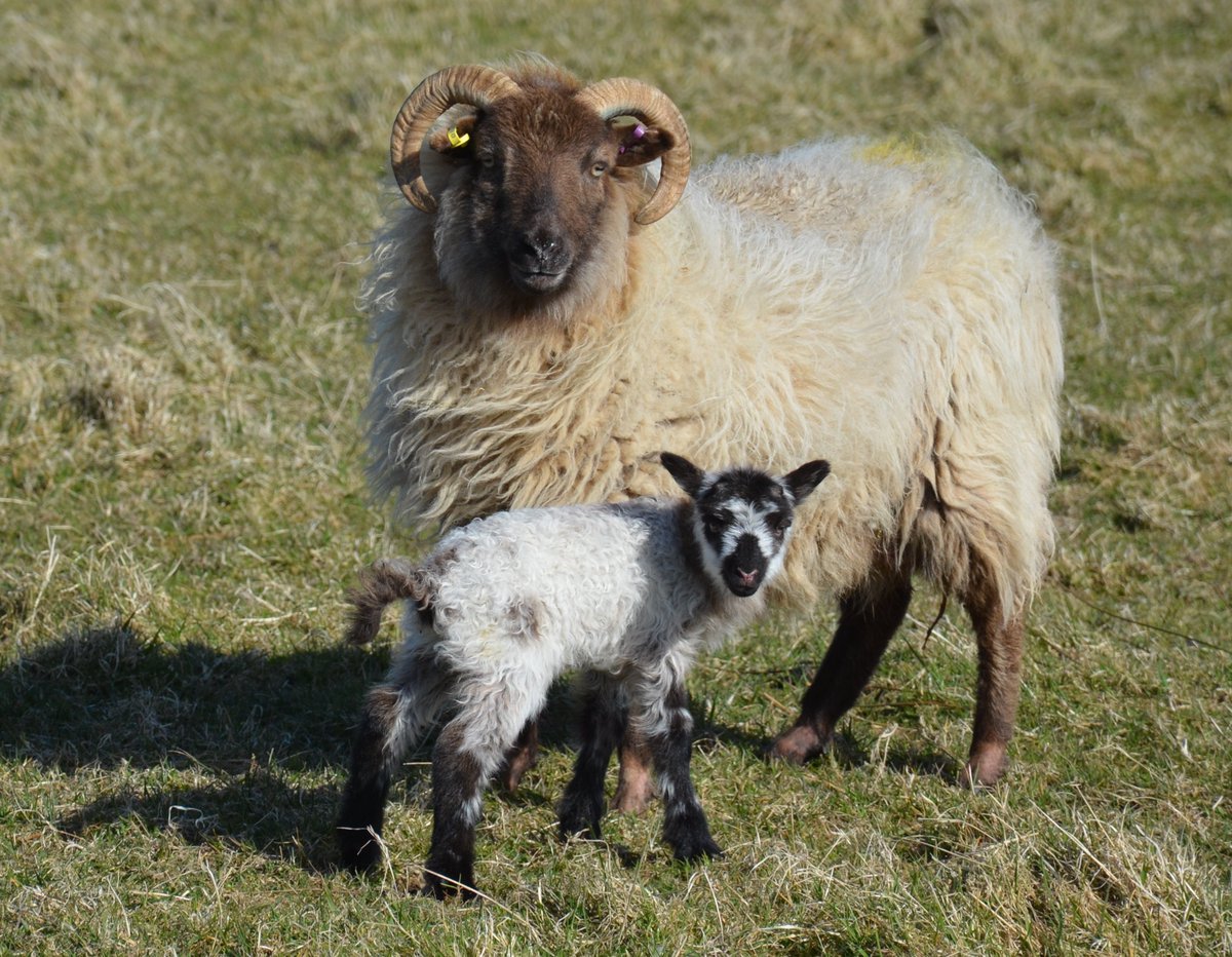 Happy #SaintAndrewsDay from the Orkney Boreray Community &amp; especially 1 of our Saltire Lambs
As revealed in The Lost Flock, genetic research has revealed that Boreray sheep are almost entirely pure Scottish Dunface - the crofters sheep of the Highlands listed as extinct from 1880