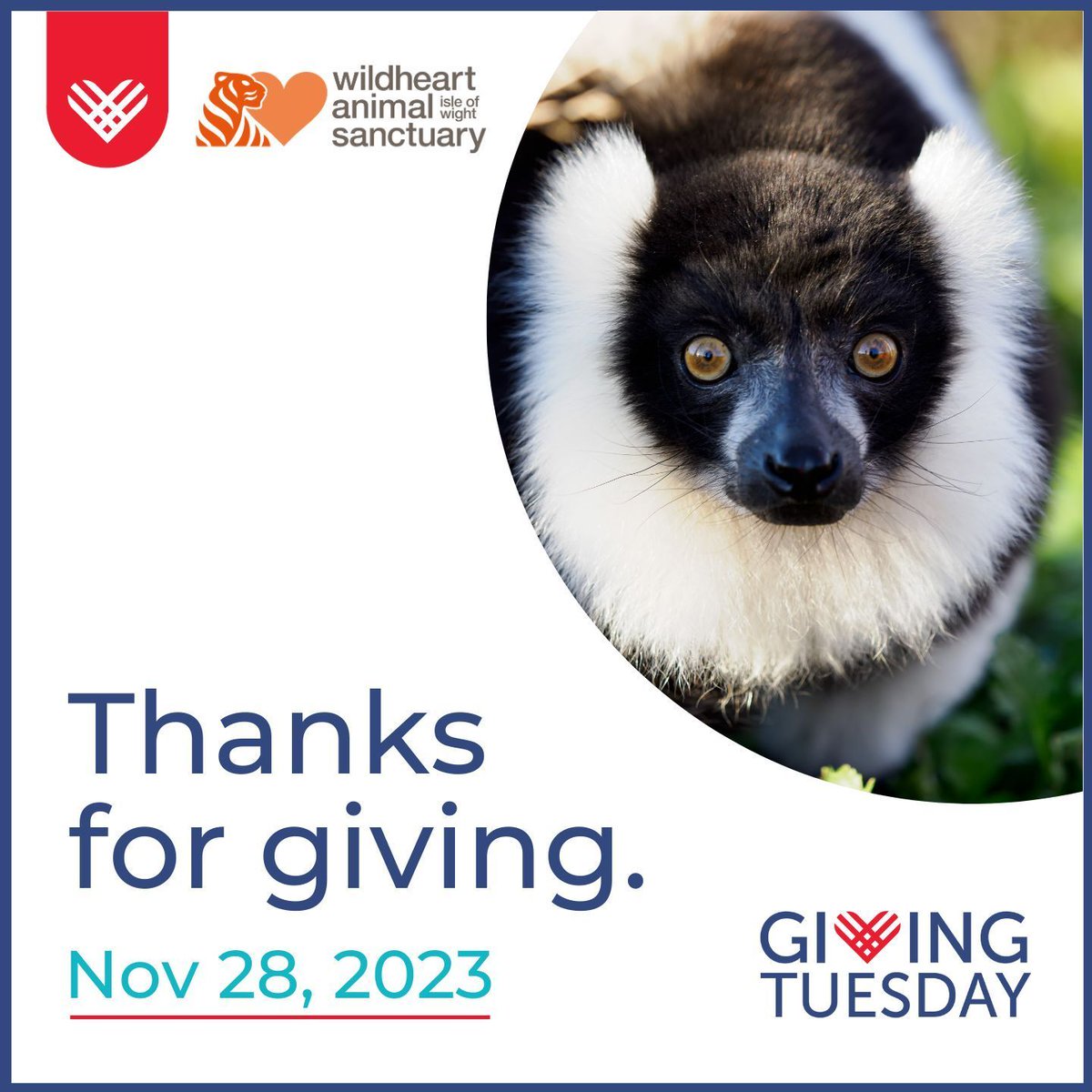 We are incredibly grateful to our generous donors who helped us raise £1,320 on #GivingTuesday! 💸  It's not too late to contribute and help us reach our goal of raising £10,000 > buff.ly/47oYhed  #ThankfulThursday