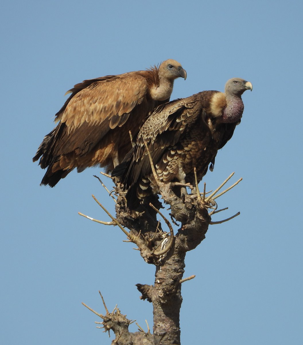 🆕PAPER_Los autores, de <a href="/InfoUMA/">Universidad de Málaga</a>, registran la 1ª cría con éxito de una pareja mixta de buitres leonado x moteado en Europa. 
🤔 ¿El moteado, En Peligro Crítico, estaría escapando de la extinción en África o entrando en una trampa de amalgama genética? 👇doi.org/10.13157/arla.…