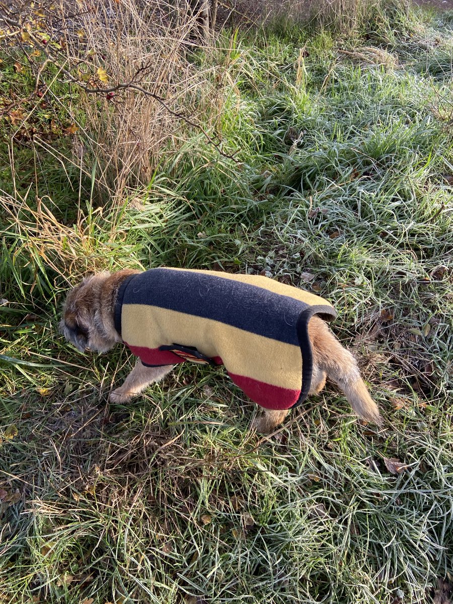 Snug as a bug in my Newmarket rug.
