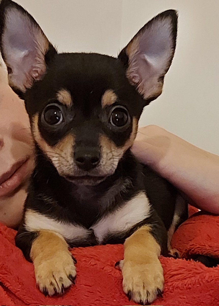 My baby boy jet xx love him so much xx
#jackxChihuahua