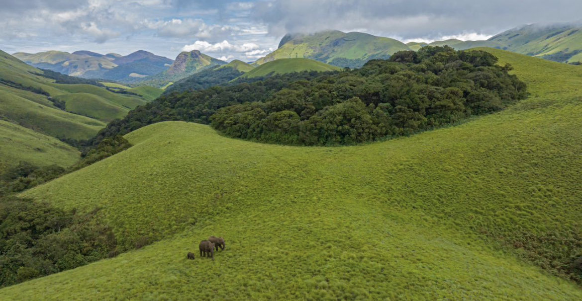 Among all the chaos of Life,Let us all take a moment to enjoy this blissful picture. Somewhere among the Sholas of WesternGhats,an Elephant Family.. PC:⁦@dhanu_paran⁩