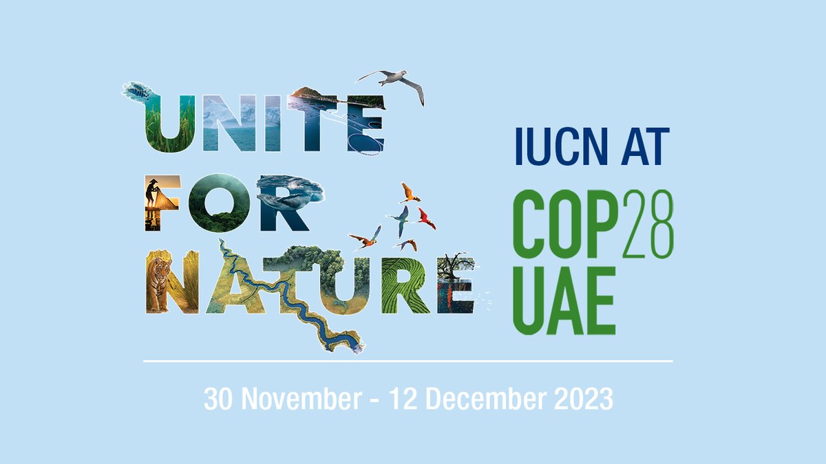 #COP28 kicks off today and is a critical moment to raise collective global action to address the escalating climate and biodiversity emergencies. The IUCN Nature Pavilion - “Unite for Nature” will host and live stream over 70 events. See the programme ➡️ bit.ly/3Rq1o00