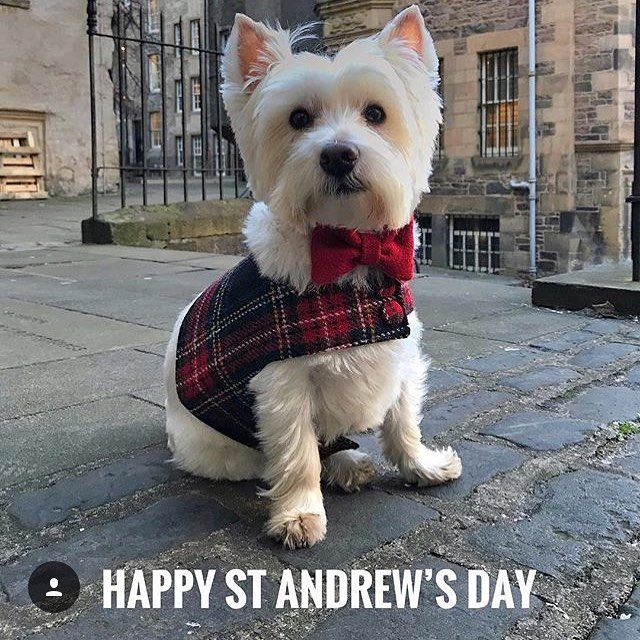 lolandaisy71's tweet photo. https://t.co/Dq6VgM7HQX

Happy St. Andrews Day

#elevateddogbowls #dogfoodbowls #largedogbowlstand #slowfeeddogbowl #kitchendogfeeder #woodendogfeeder #dogbowlstand https://t.co/yVjeCIQcEH