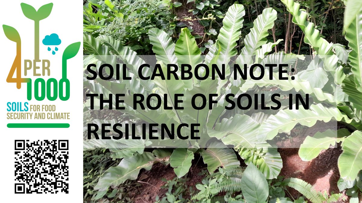 Healthy soils are the key to climate-resilient agro-ecosystems and thus to global food security! On the occasion of #COP28 in Dubai, the new <a href="/4per1000/">4p1000initiative</a> policy brief outlines actions for the transition to climate-resilient agricultural systems.
4p1000.org/soil-carbon-no…
#SoilHealth