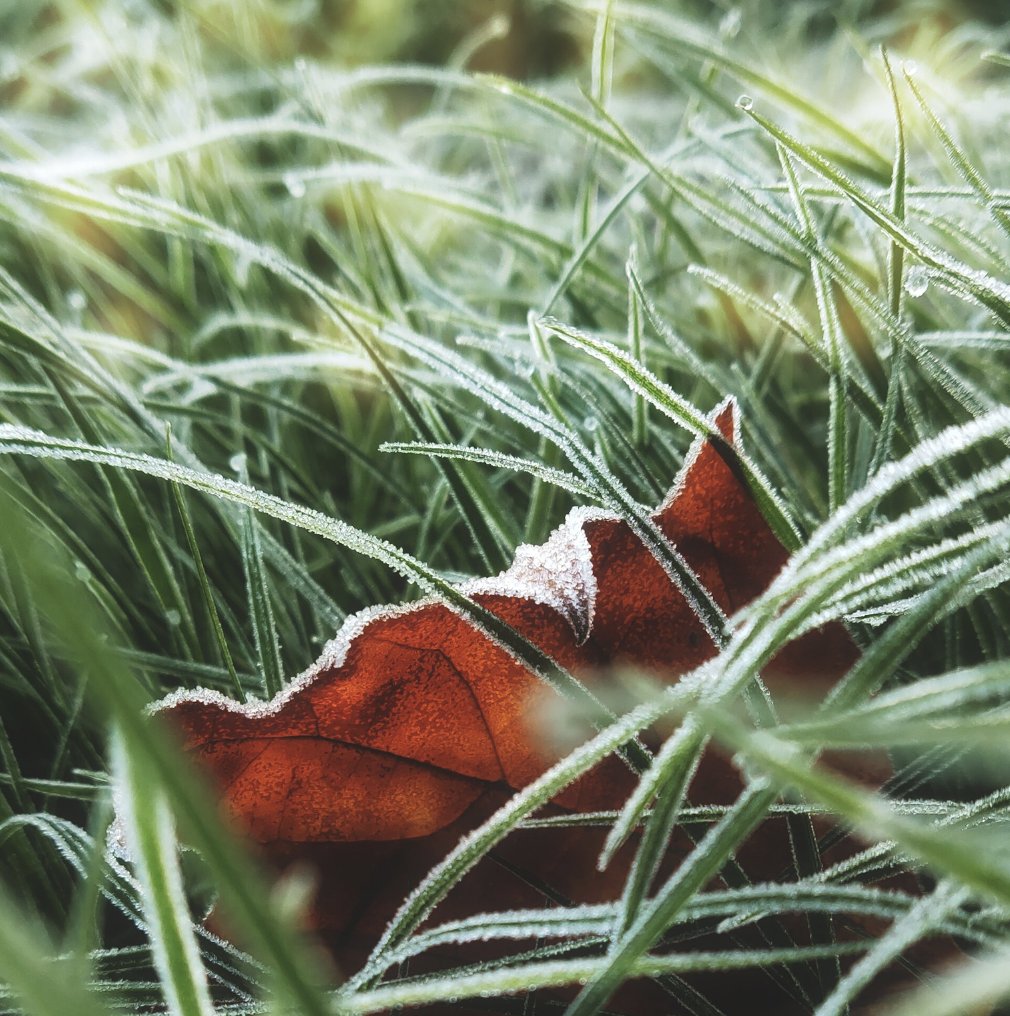 Although frost will not usually directly harm your lawn, it’s best to avoid walking it during frosty spells as the grass becomes rigid when it freezes, making it vulnerable to damage. Our website is full of lawncare advice for the forthcoming season: hubs.ly/Q027wGJ60