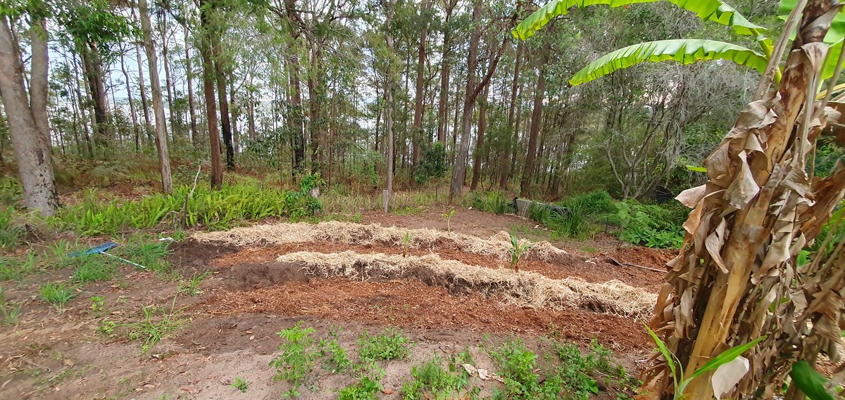 🟢 Green Pill Sunshine Coast 🇦🇺 tweet media