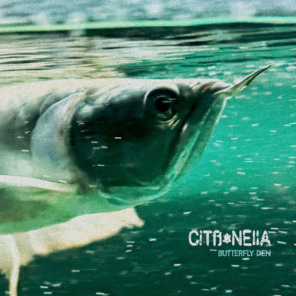 Citronella 
Butterfly Den
Out now

open.spotify.com/track/5qrgTDnS…