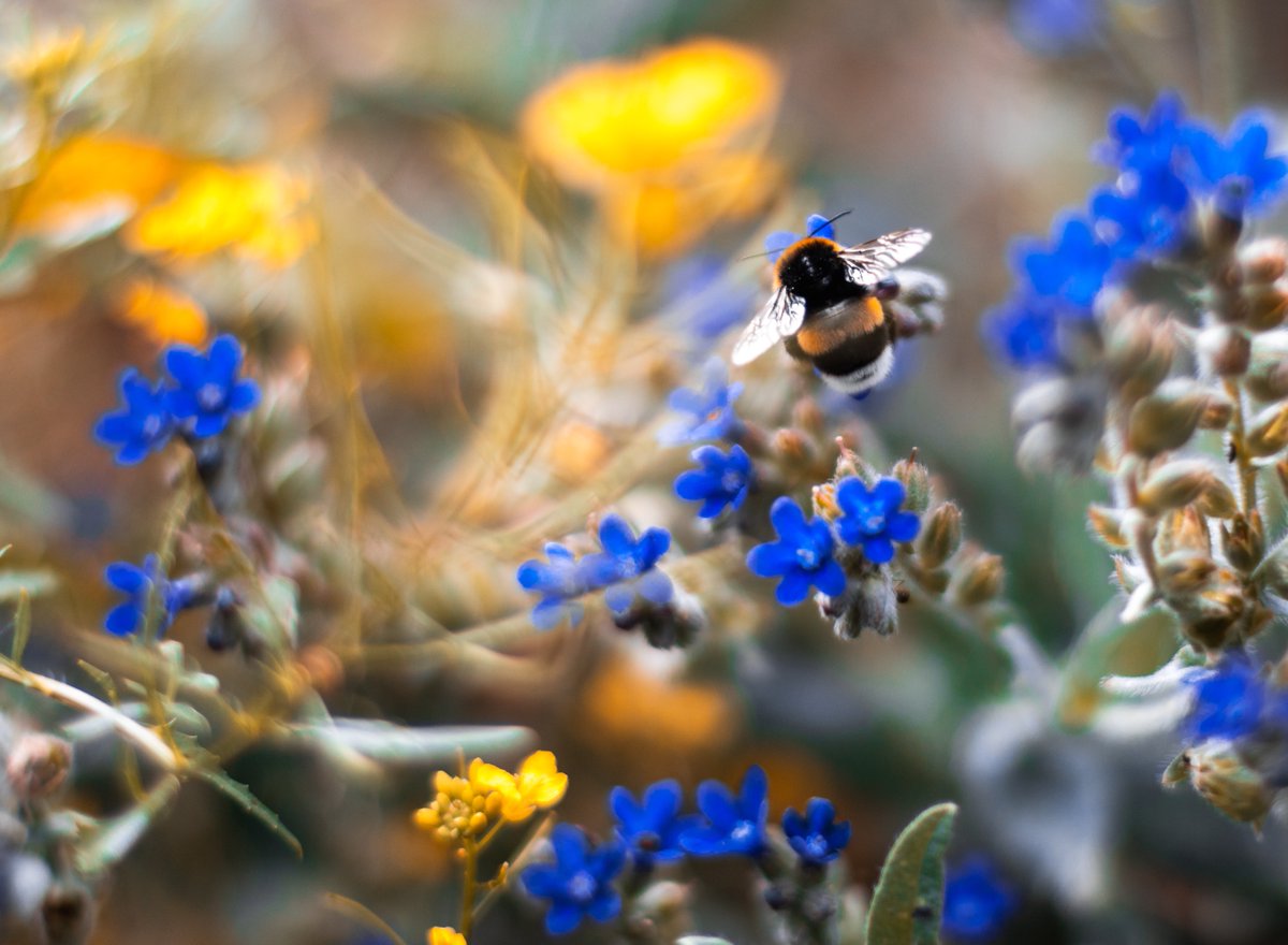 An important new study involving @TCD_NatSci ecologists that spanned eight European countries has confirmed that #pesticides, commonly used in farmland, significantly harm bumblebees – Ireland’s most important wild pollinators. Read more at: tcd.ie/news_events/to…