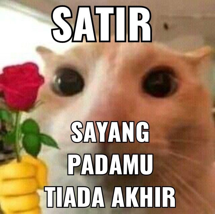 sombretales's tweet photo. https://t.co/qikvpoodrf