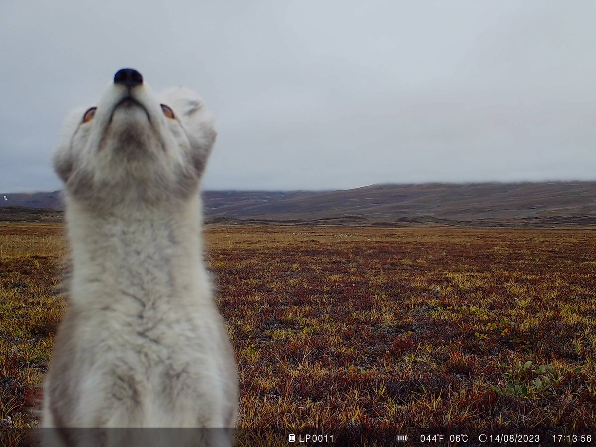 Lars Holst Hansen (@lars_holst) on Twitter photo Arctic fox at #Zackenberg from the <a href="/LifeplanProject/">Lifeplan</a> camera traps. Seems to be very interested in the windshield rode.com/en/accessories… I put over the <a href="/AudioMoth/">AudioMoth</a> sound recorders from <a href="/OpenAcoustics/">Open Acoustic Devices</a>.
#Greenland <a href="/ZERO74N/">Zackenberg Research Station</a>
🇬🇱❄️🦊 📷🪤🔊🌪️ Arctic fox at #Zackenberg from the <a href="/LifeplanProject/">Lifeplan</a> camera traps. Seems to be very interested in the windshield rode.com/en/accessories… I put over the <a href="/AudioMoth/">AudioMoth</a> sound recorders from <a href="/OpenAcoustics/">Open Acoustic Devices</a>.
#Greenland <a href="/ZERO74N/">Zackenberg Research Station</a>
🇬🇱❄️🦊 📷🪤🔊🌪️