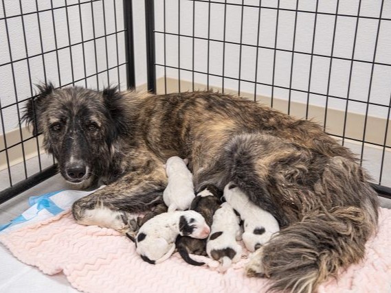 Thinking about getting a puppy this holiday season? Do your research first! Pet store puppies come from puppy mills – breeding facilities that abuse and exploit animals for profit. Learn more about puppy mills and how to get a pet in an ethical way here: aspca.org/bfl