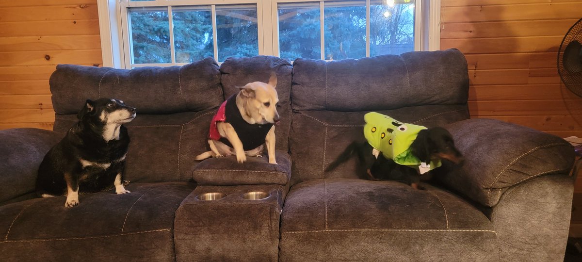 k5mike70's tweet photo. @jessicakevibes 3 of my 5 dogs. https://t.co/JCQ4mLit6F