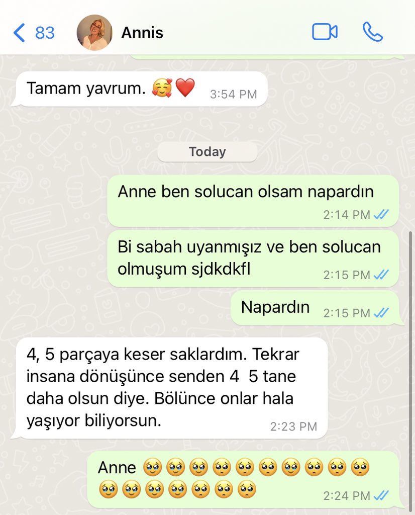 Hayal Köseoğlu tweet media