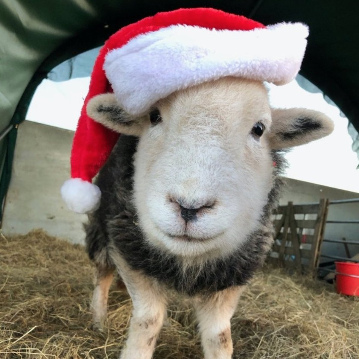 Hello December! 🎅
.
.
#herdy #herdwick #sheep #cumbria #lakedistrict #herdwicksheep #santa #fatherchristmas #farm #december #christmas #farmlife