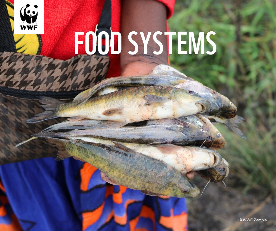 wwfzambia's tweet photo. Preserving Zambia's rich biodiversity is crucial for a resilient food system. Conserving our ecosystems means securing our future. 
#Biodiversity #EcoSystemHealth #ZambiaDevelopment
#WWFZambia
#TogetherIsPossible https://t.co/vvUYdkkCBJ